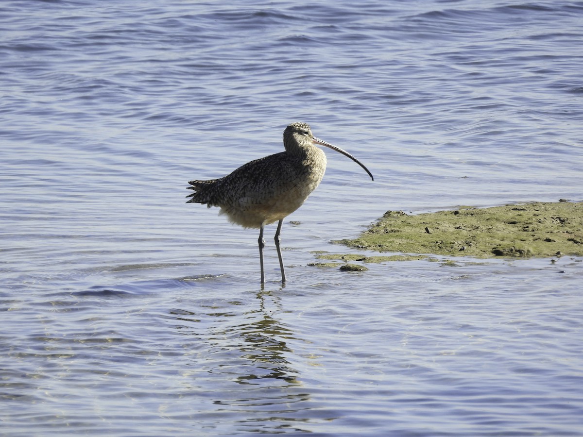 Long-billed Curlew - ML504563971