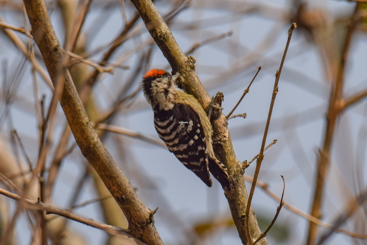 Gray-capped Pygmy Woodpecker - ML504566051
