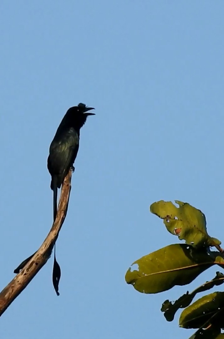 Greater Racket-tailed Drongo - ML504566441