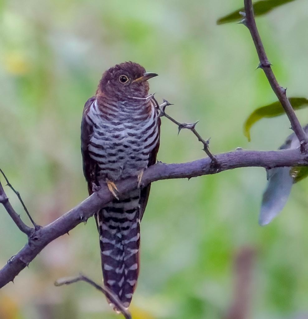 Lesser Cuckoo - Anonymous