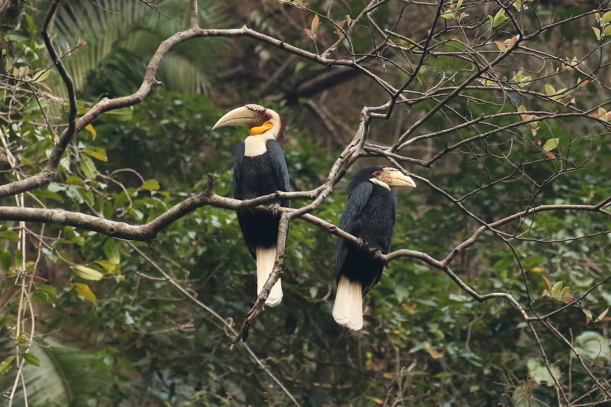 Wreathed Hornbill - ML504566591