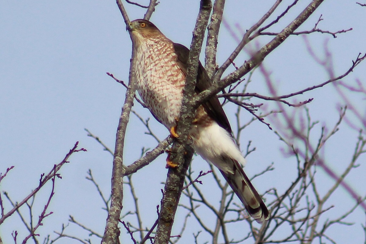 Cooper's Hawk - ML504568341