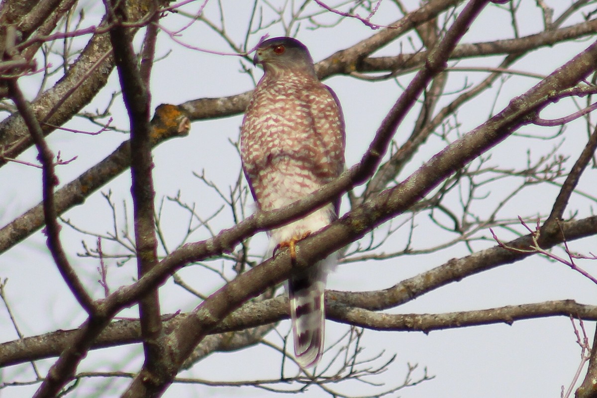 Cooper's Hawk - ML504568351