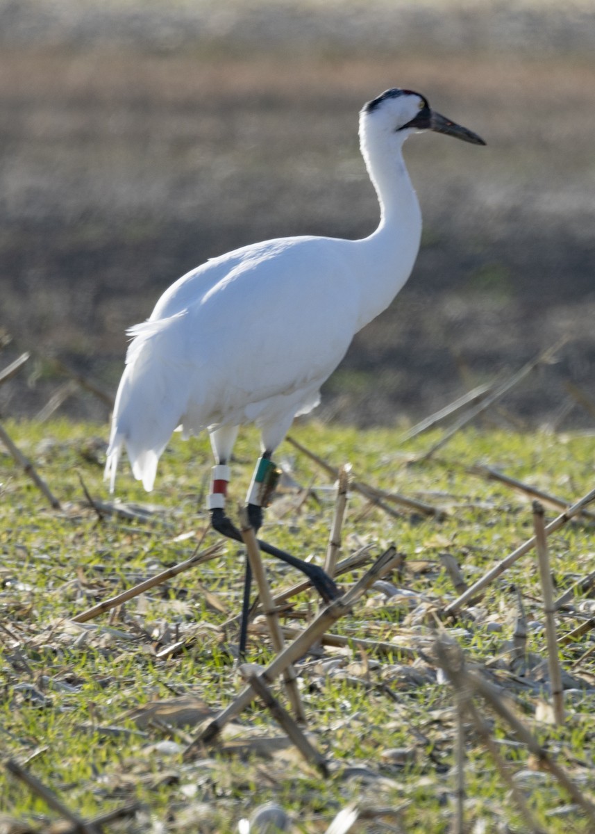 Whooping Crane - ML504569241