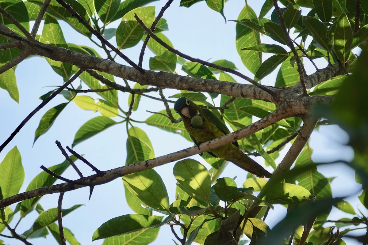 Orange-fronted Parakeet - ML504569641