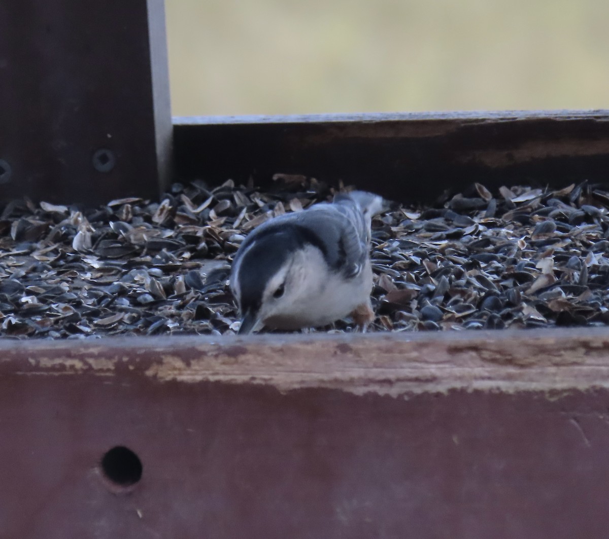 White-breasted Nuthatch - ML504570421