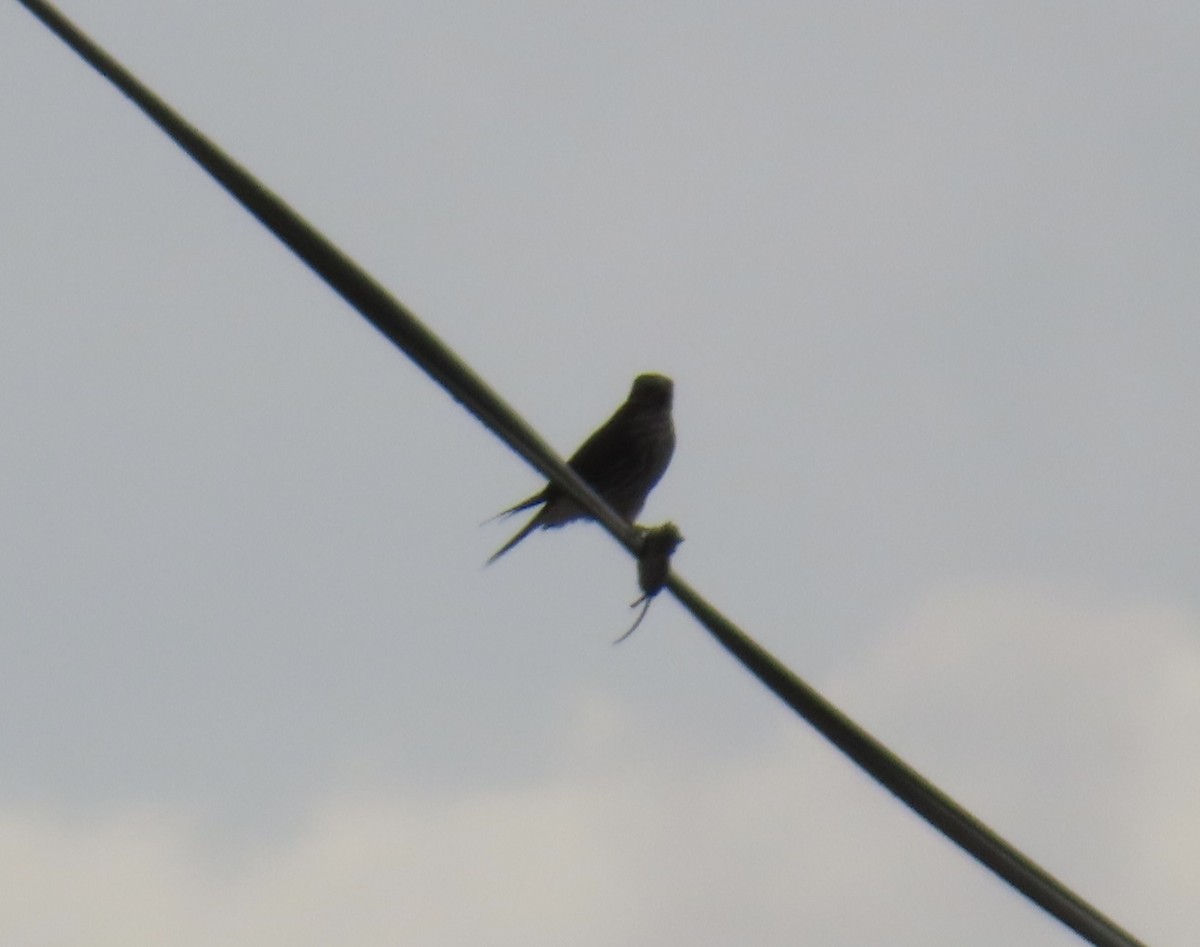 American Kestrel - ML504570441