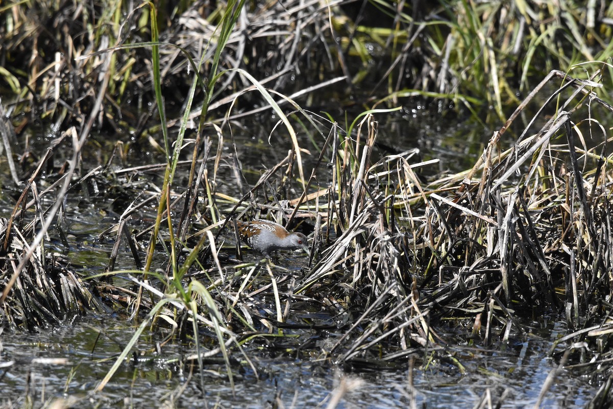 Baillon's Crake - ML504571261