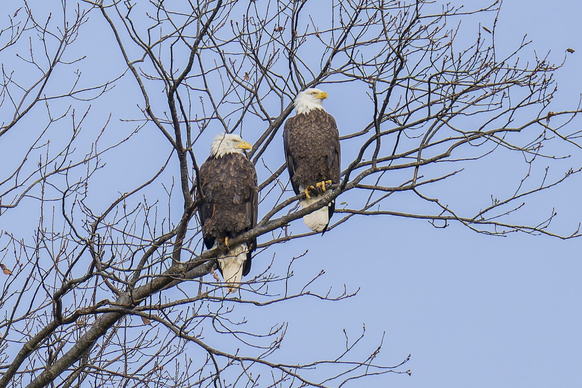 Bald Eagle - Clark Duff