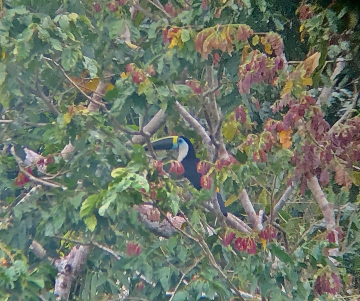 White-throated Toucan - ML504577091