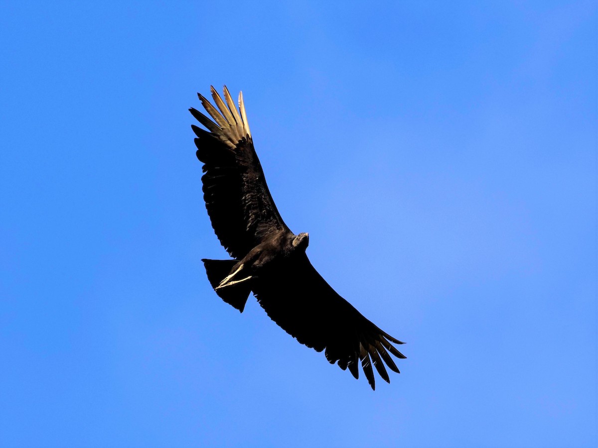 Black Vulture - John Bruder