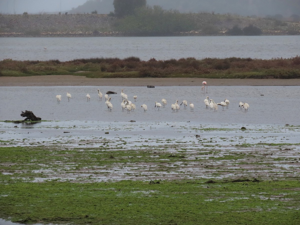 Eurasian Spoonbill - ML504578831