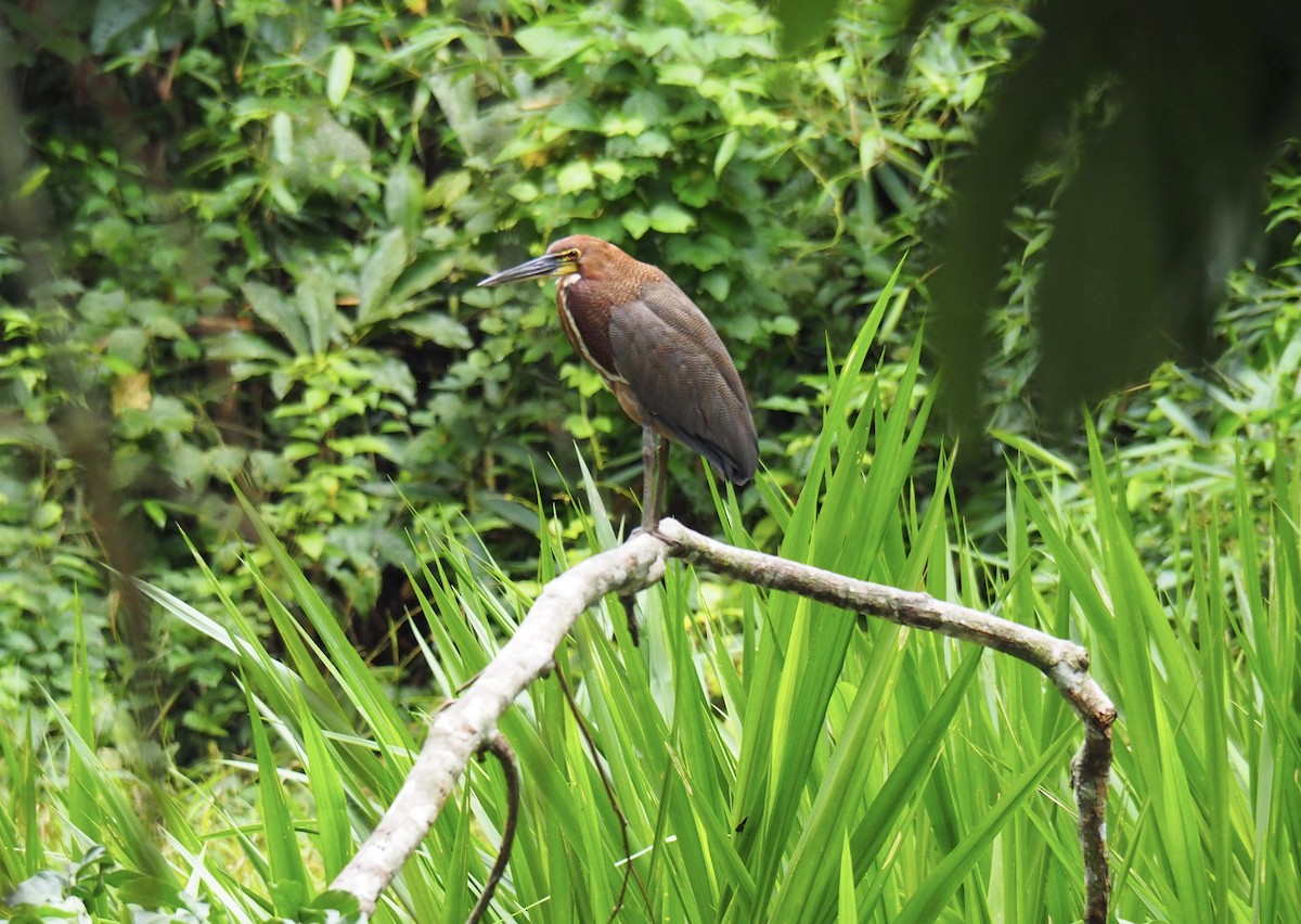 Rufescent Tiger-Heron - ML504578901