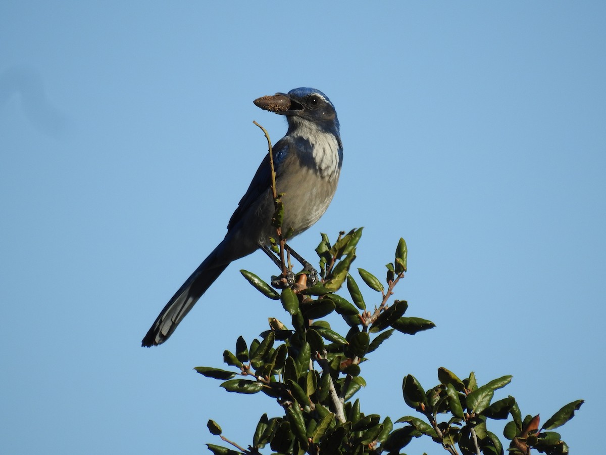 sojka západní - ML504579141