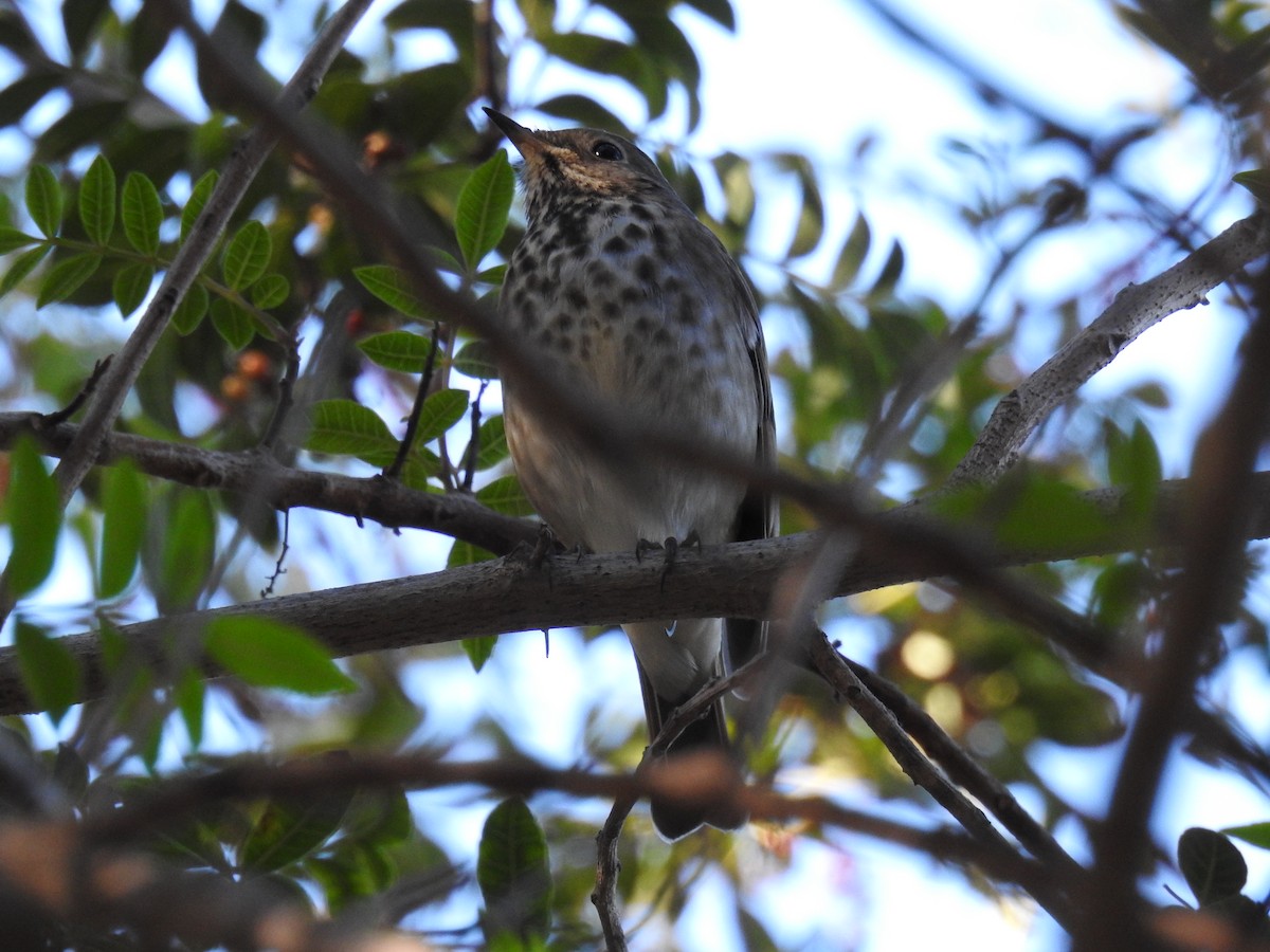 drozd rezavoocasý - ML504579261