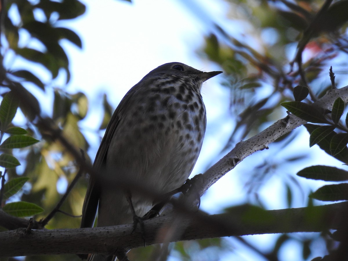 drozd rezavoocasý - ML504579271