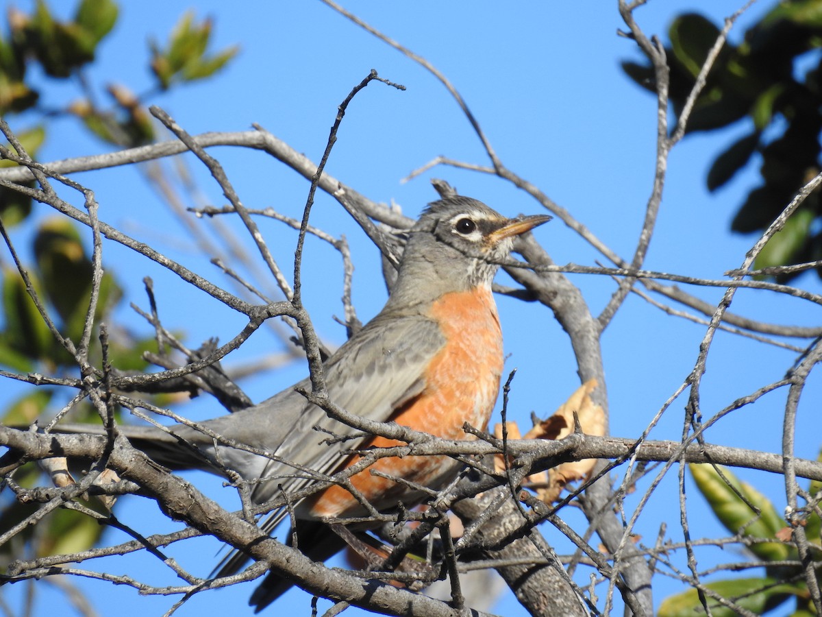 drozd stěhovavý - ML504579291