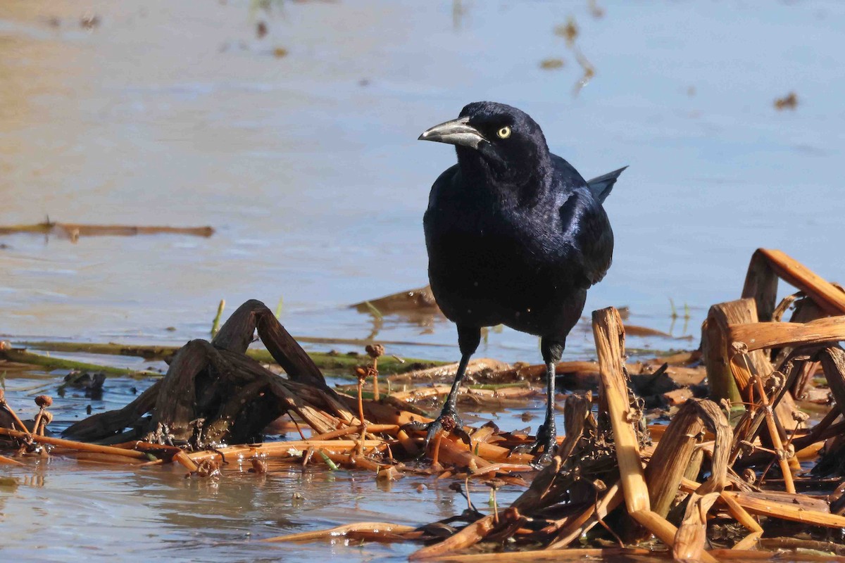 Great-tailed Grackle (Great-tailed) - ML504579611