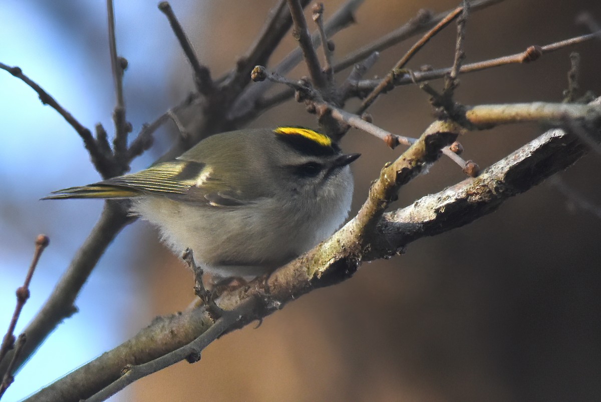 Golden-crowned Kinglet - ML504579891