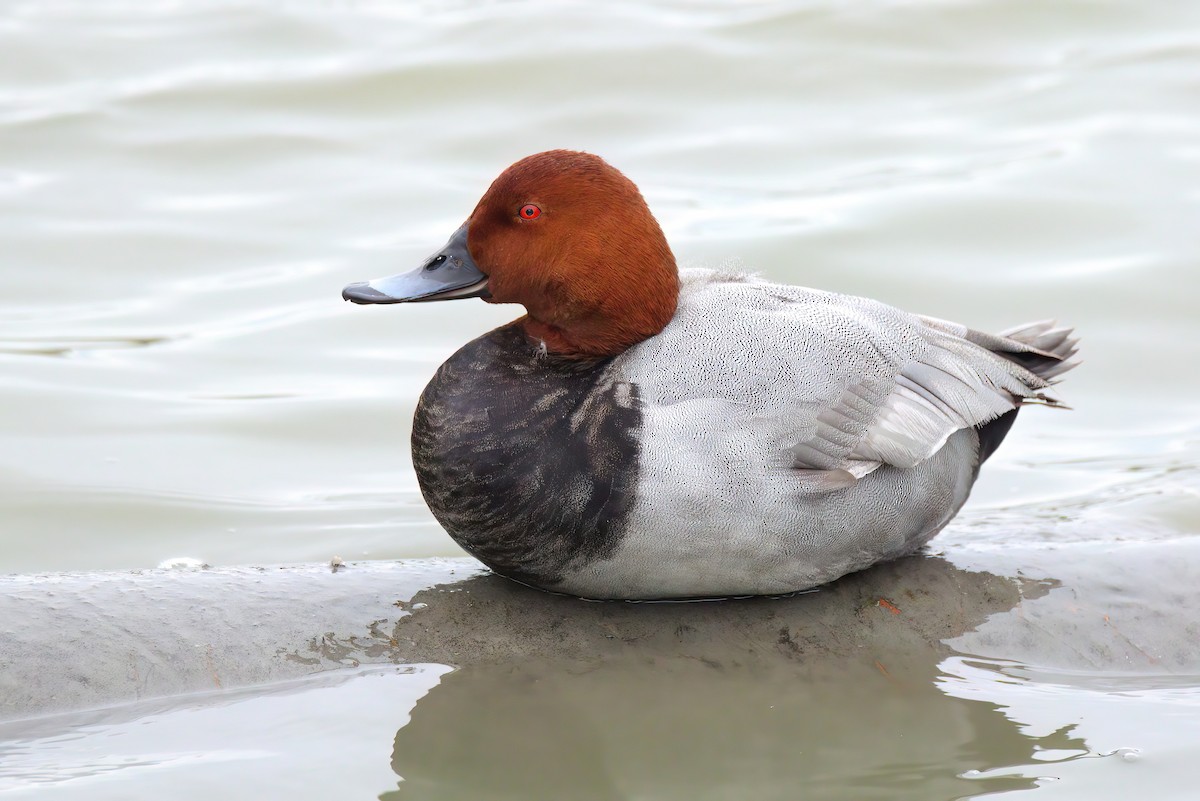 Common Pochard - ML504580171