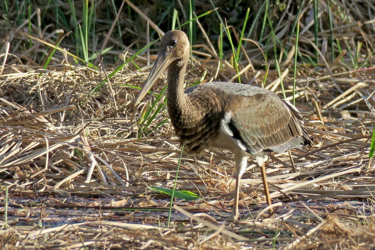 Black Stork - Juan Pérez