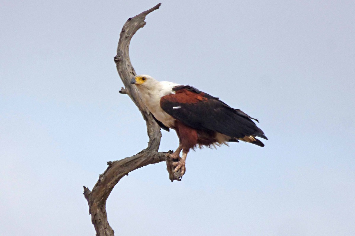 African Fish-Eagle - Hugo Sánchez