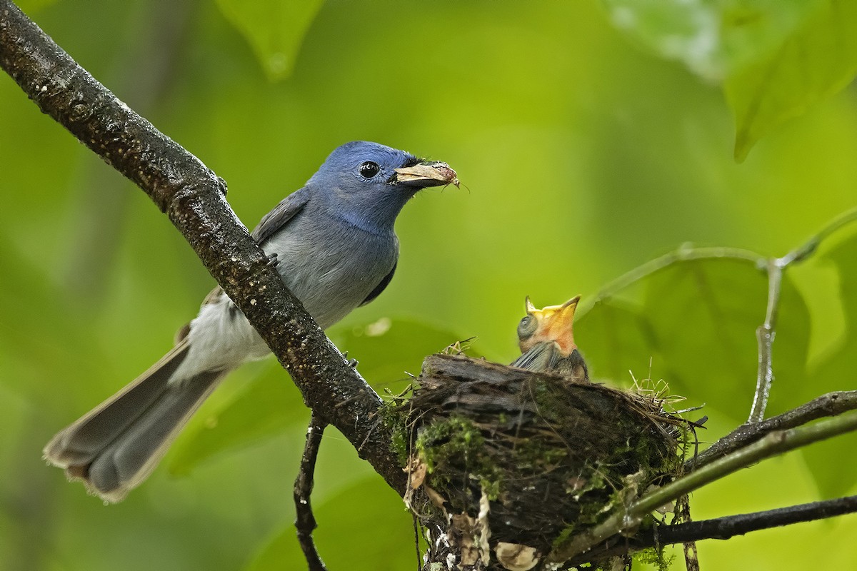 Black-naped Monarch - ML504581261