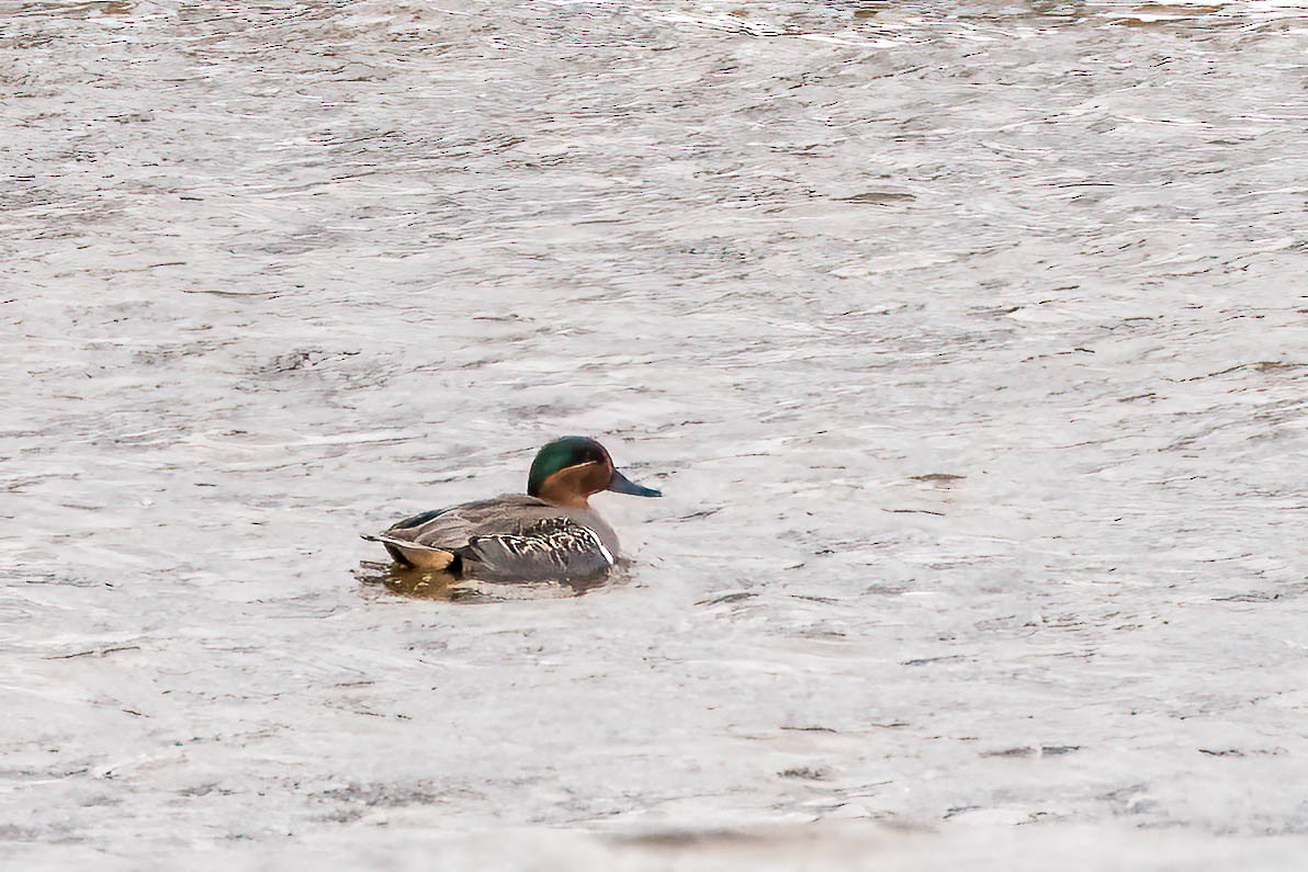 Green-winged Teal - ML504581991