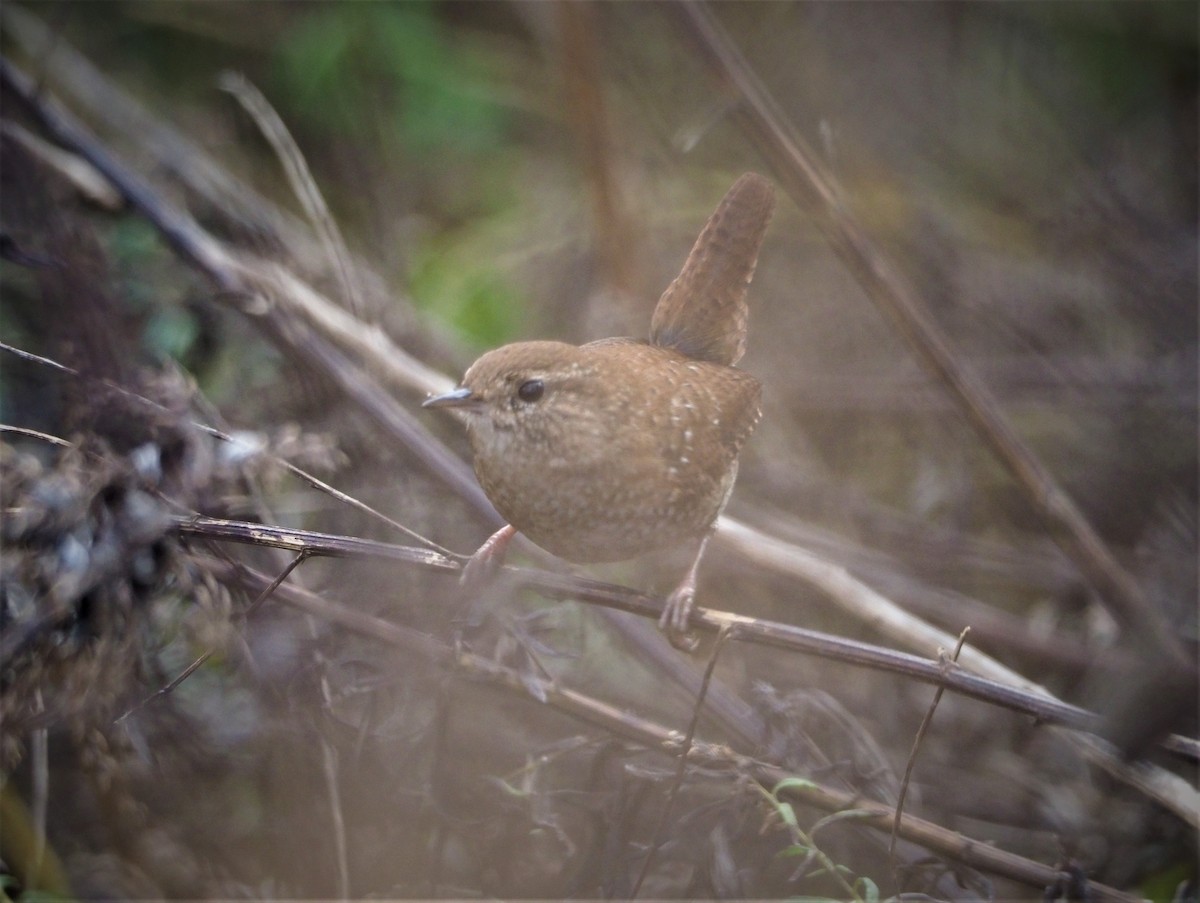 Winter Wren - ML504582051