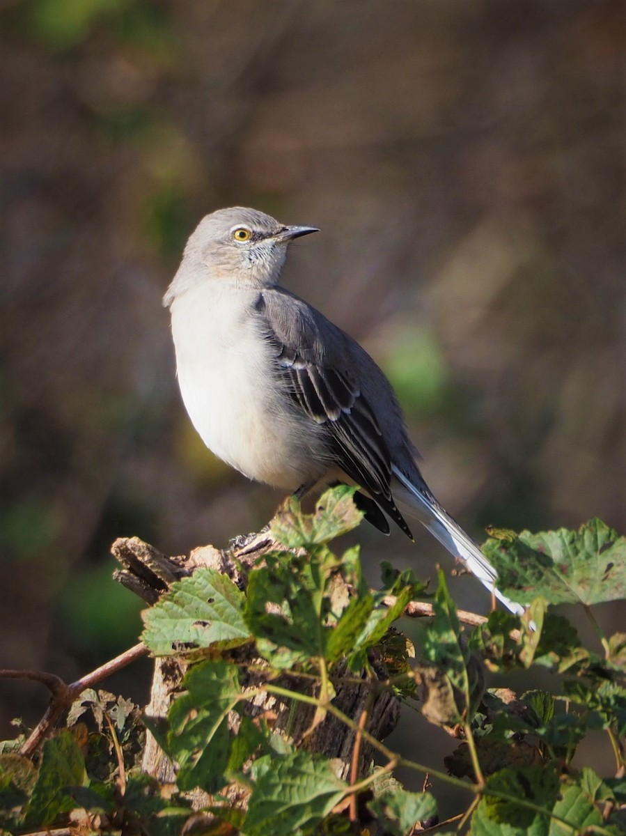 Northern Mockingbird - ML504582131