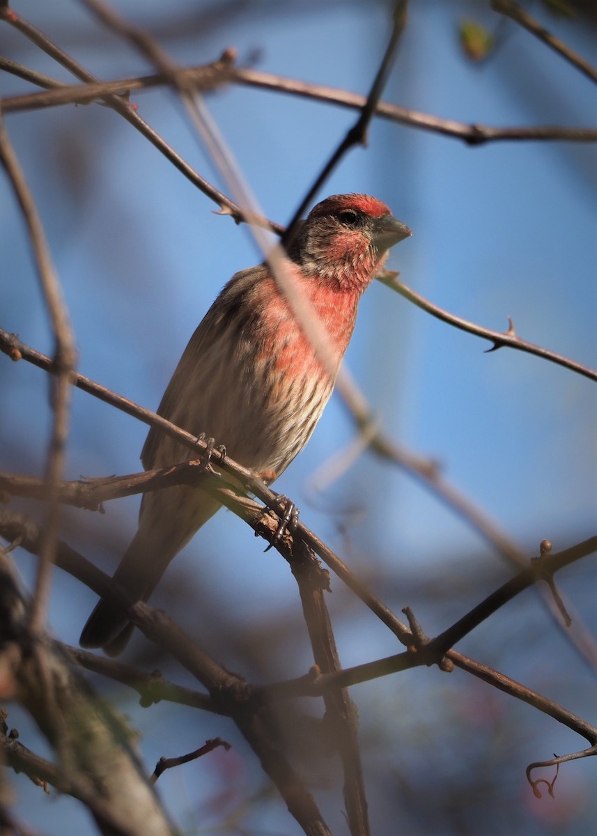 House Finch - ML504582221