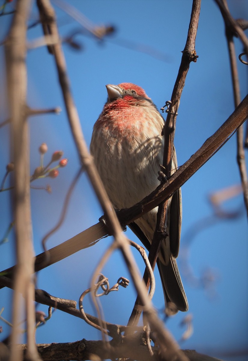 House Finch - ML504582231