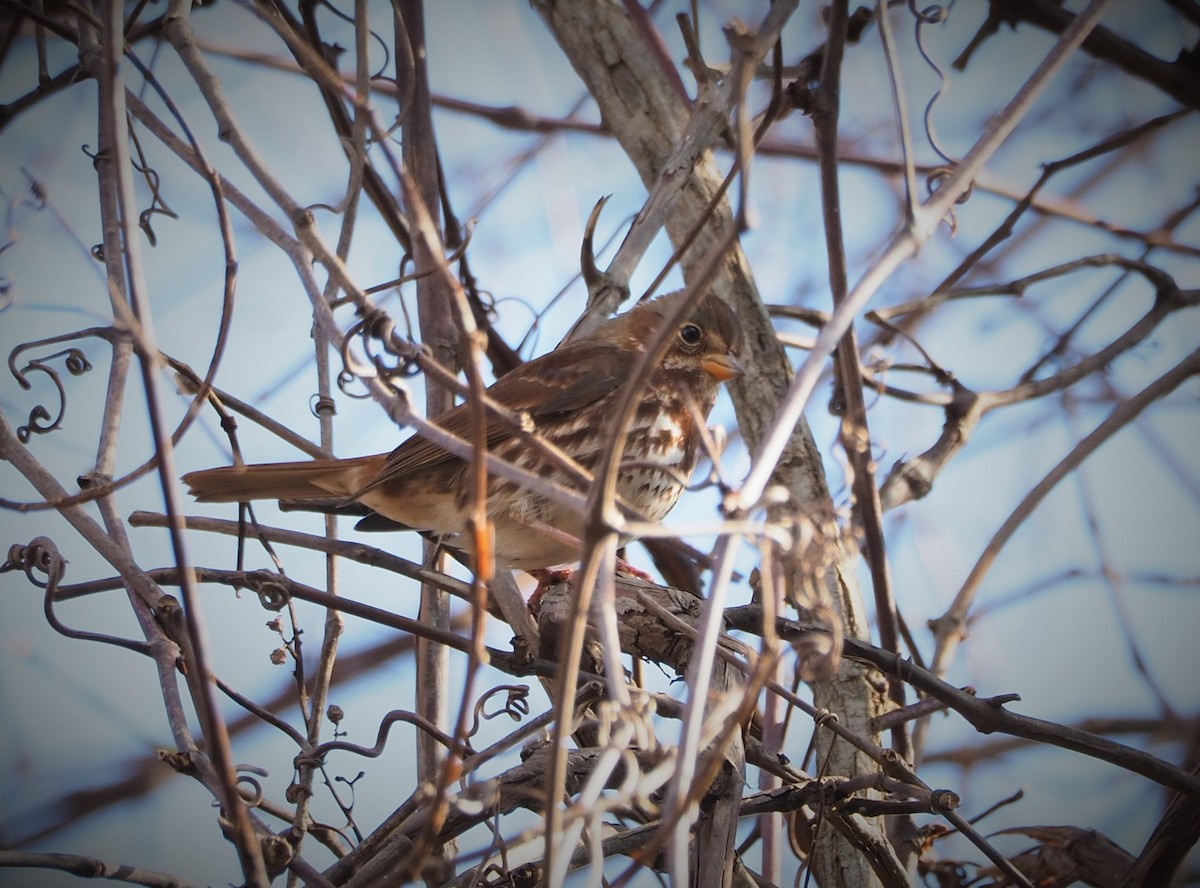 Fox Sparrow (Red) - ML504582321