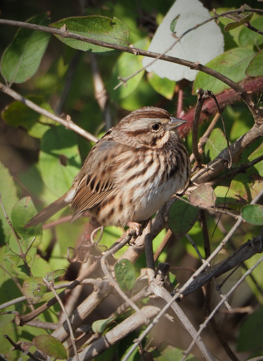 Song Sparrow - ML504582401