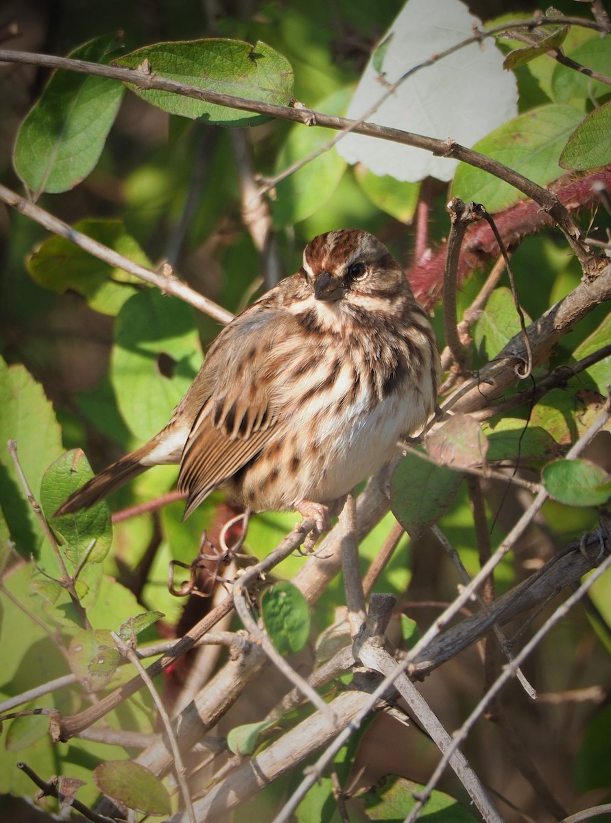 Song Sparrow - ML504582411