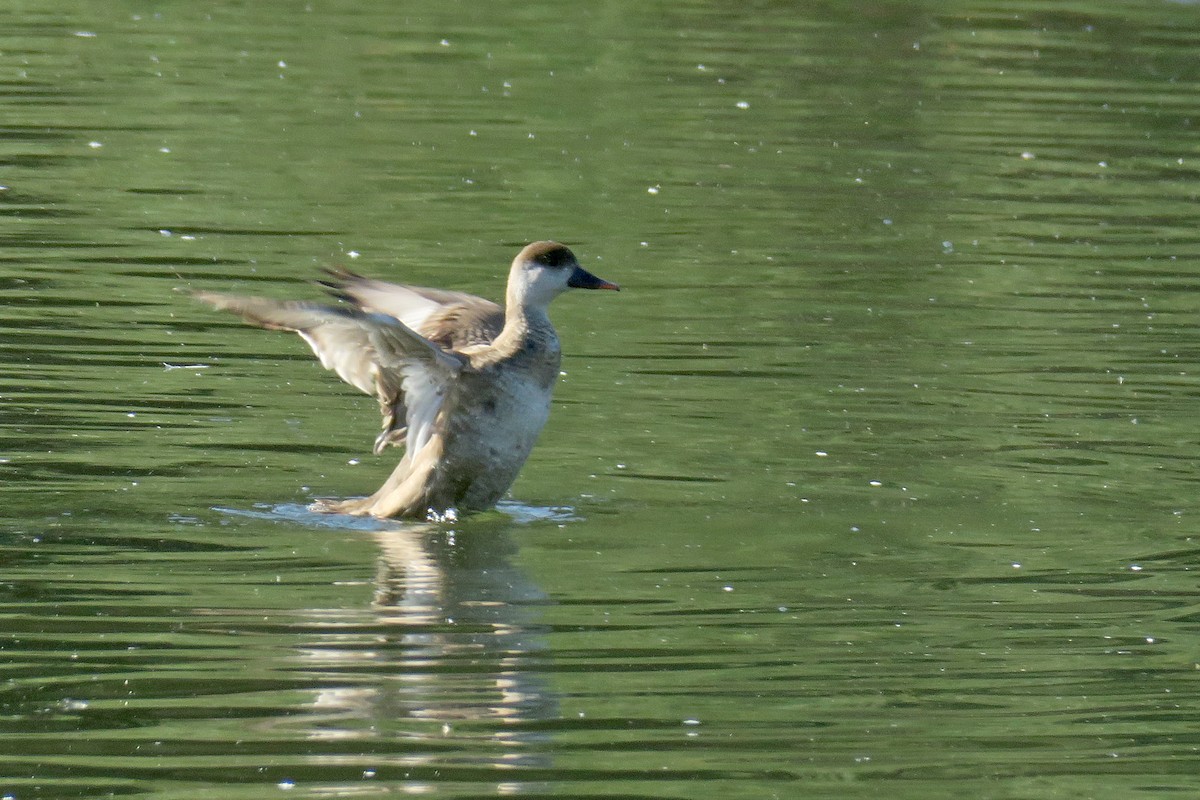 Red-crested Pochard - Juan Pérez