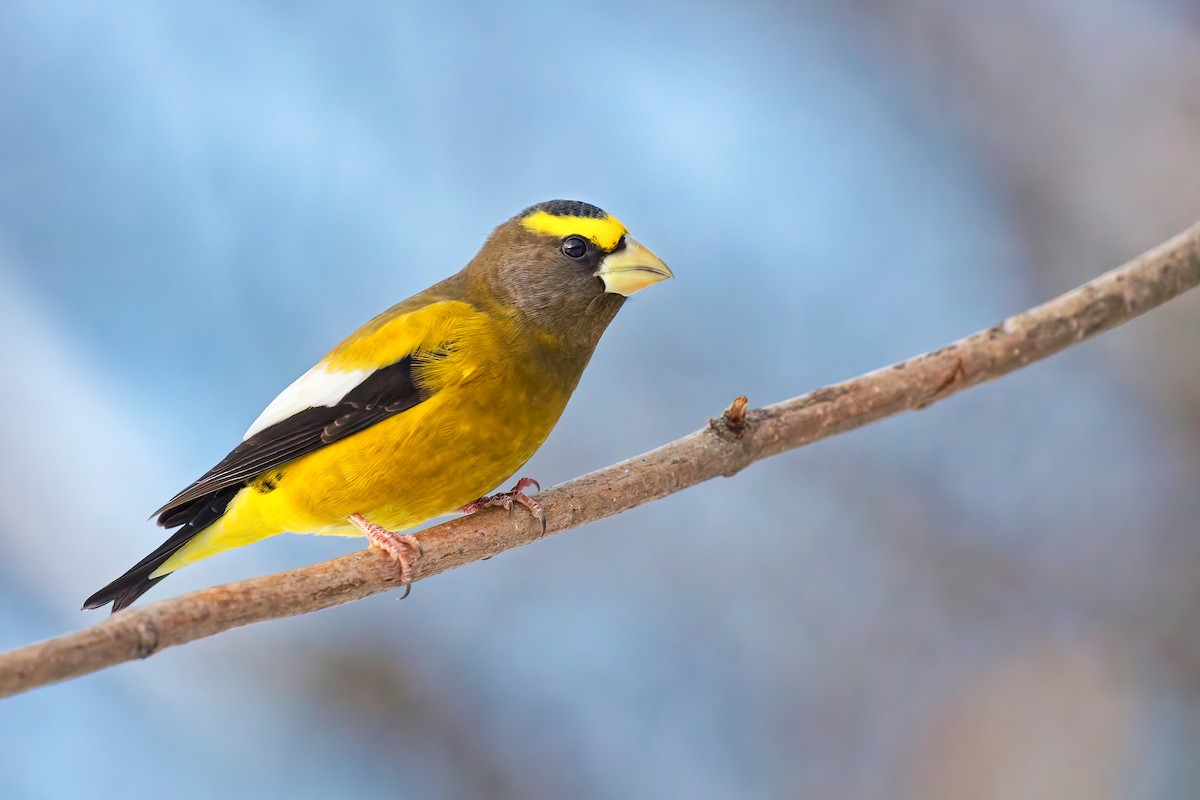 Evening Grosbeak - ML504583371