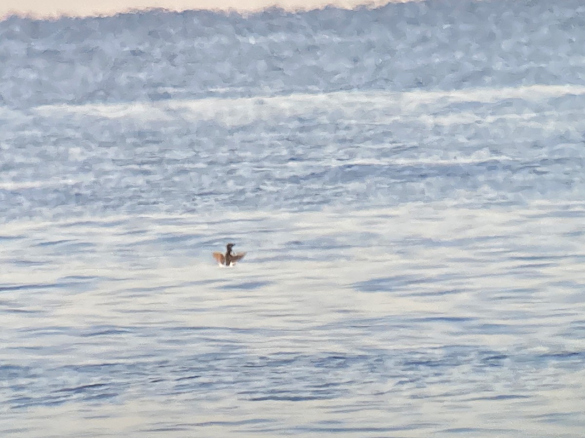 Razorbill - Juan Pérez