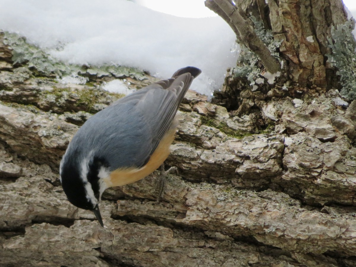 Red-breasted Nuthatch - ML504586201