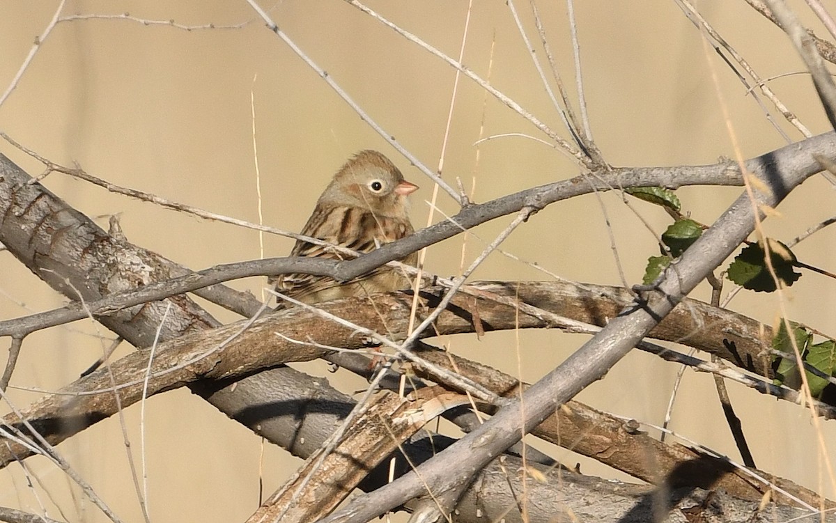 Field Sparrow - Nancy Hetrick