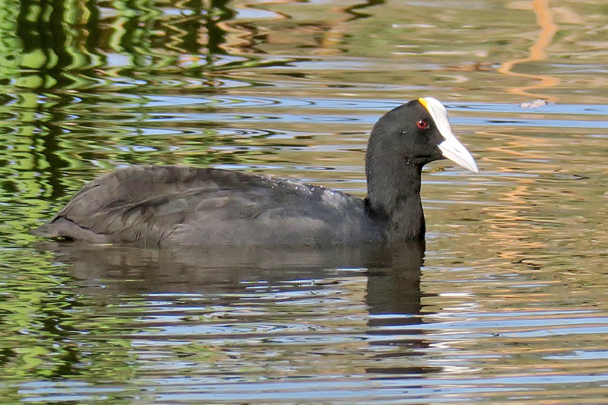 Eurasian x Red-knobbed Coot (hybrid) - Juan Pérez