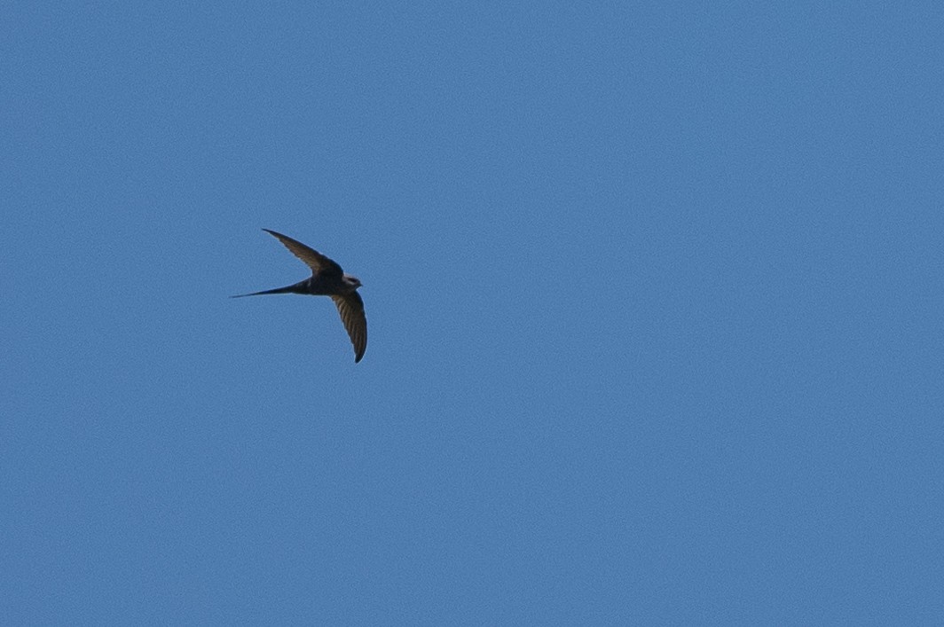 African Palm Swift - ML504588501