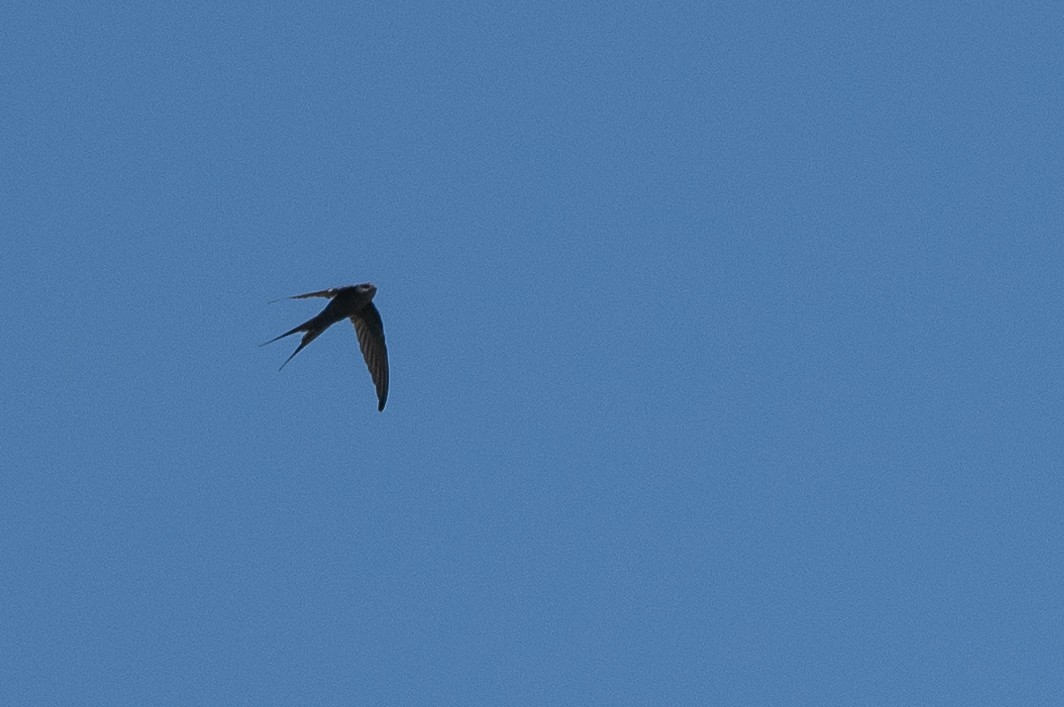 African Palm Swift - ML504588521