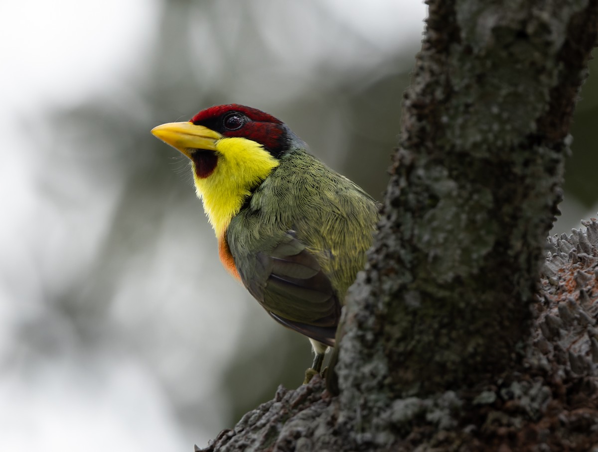 Lemon-throated Barbet (Lemon-throated) - ML504593411