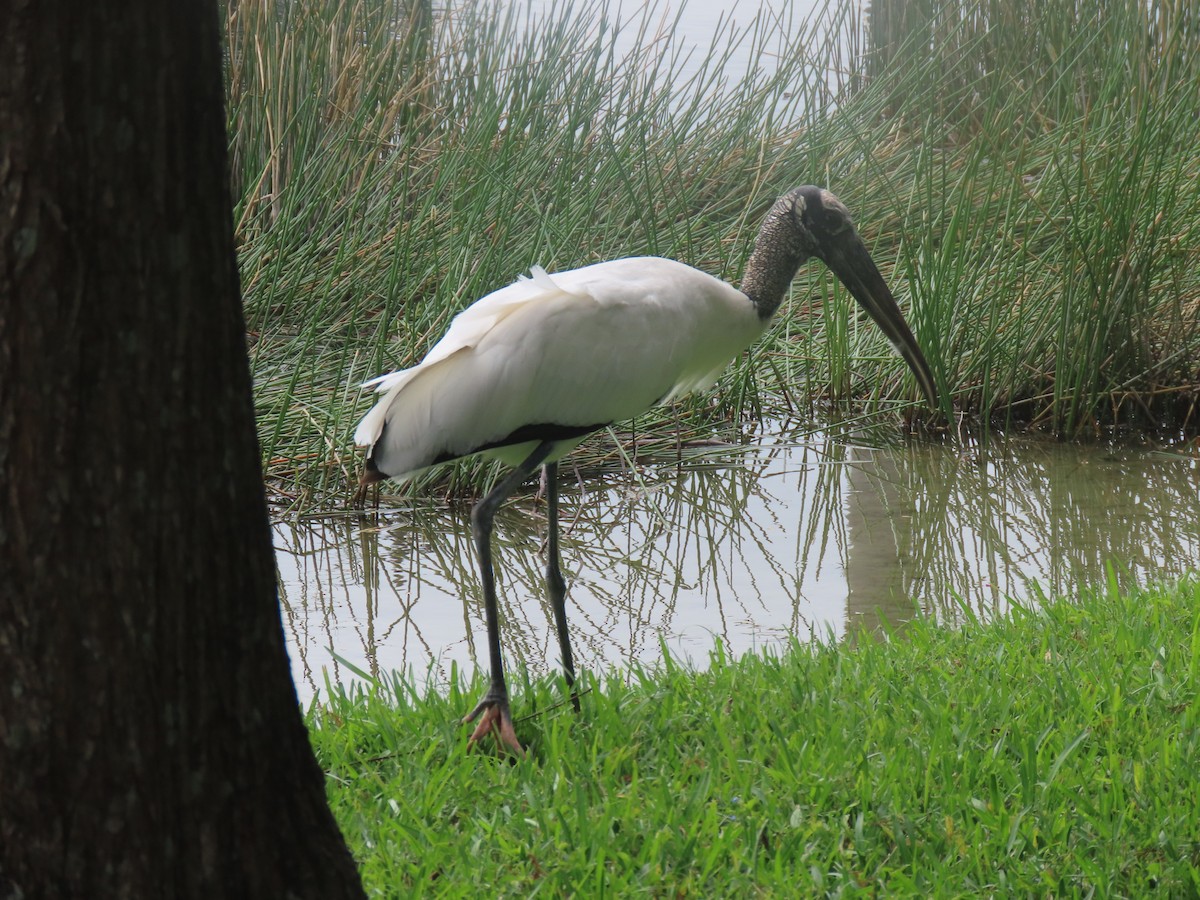 Wood Stork - ML504593491