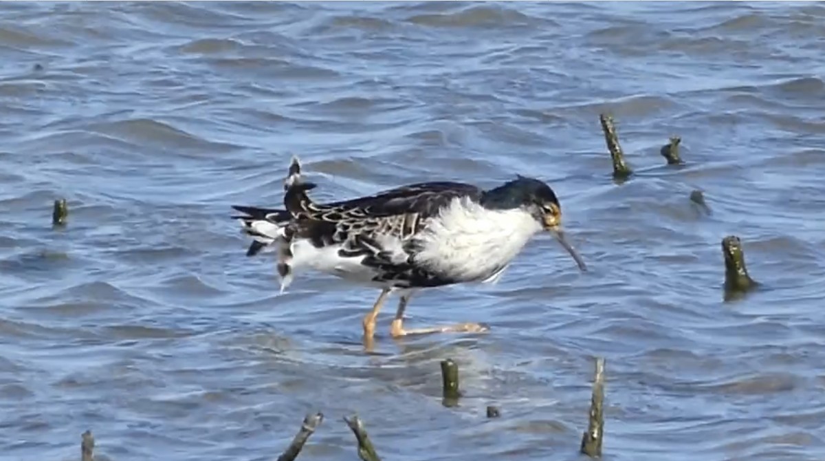 Ноцоо элсэг - ML504593541