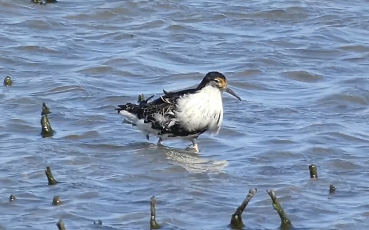 Ноцоо элсэг - ML504593551