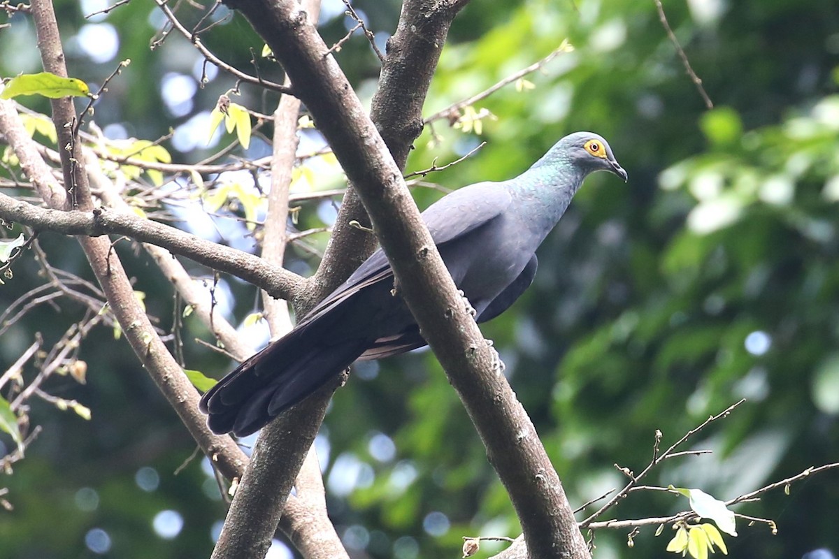 Slaty Cuckoo-Dove - ML504593731