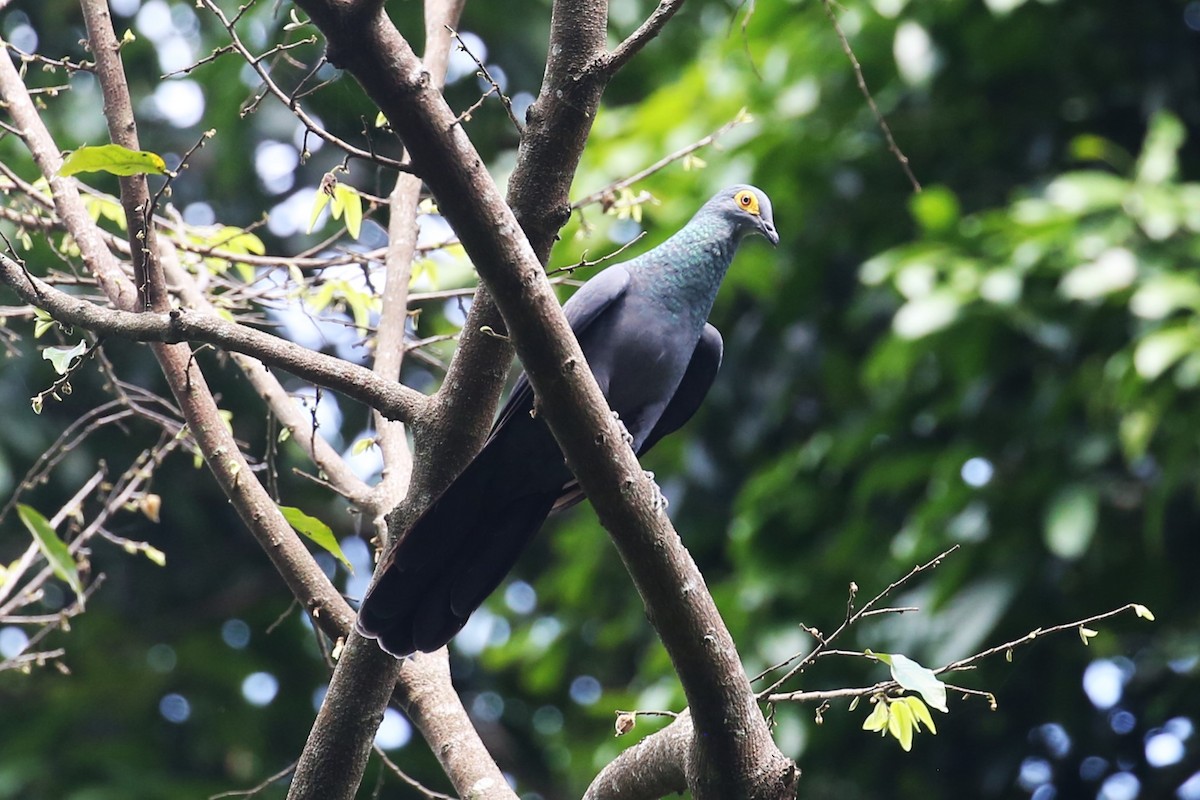 Slaty Cuckoo-Dove - ML504593771