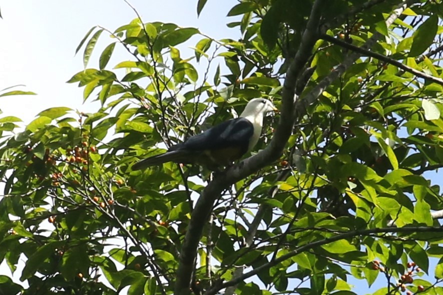 Black-backed Fruit-Dove - Charles Davies